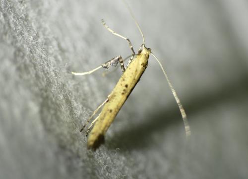 Caloptilia populetorum